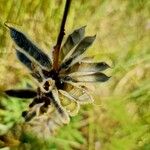 Lupinus polyphyllus फल