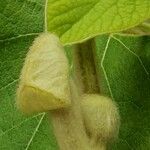 Aristolochia tomentosa Bloem