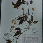 Clematis tongluensis 其他