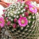 Mammillaria matudae Flor