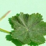 Alchemilla micans Hoja