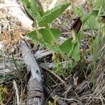 Aristolochia pistolochia Habit