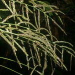 Paspalum plicatulum Fruit