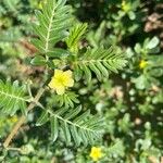 Tribulus terrestrisBlodyn