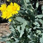 Hertia cheirifolia List