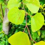 Cercidiphyllum japonicum Lapas