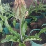 Veltheimia bracteata 花