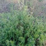 Galium album Habit