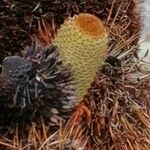 Banksia robur फूल