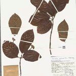 Chomelia malaneoides Leaf