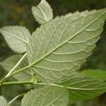 Agastache nepetoides Foglia