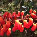 Norantea guianensis Flower