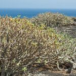 Euphorbia balsamifera Kůra