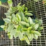 Peperomia glabella Листок