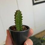 Euphorbia canariensis Feuille