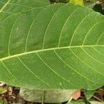 Mitragyna stipulosa Blatt
