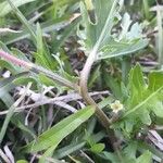Oenothera laciniata خشب