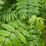 Pterocarya fraxinifolia Fulla