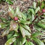 Paeonia corsica Flower