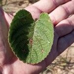 Lippia lupulina Leaf