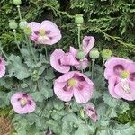 Papaver somniferum Blatt