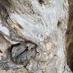 Dalbergia melanoxylon Кора