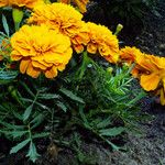 Tagetes erecta ശീലം