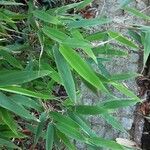 Pleioblastus viridistriatus Leaf