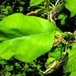 Magnolia acuminata Leaf