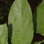 Celtis iguanaea 葉