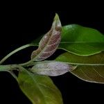 Terminalia superba Hoja
