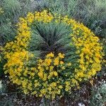 Coronilla junceaFlower