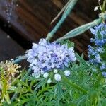 Gilia achilleifolia Flor