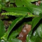 Ichnanthus pallens Feuille