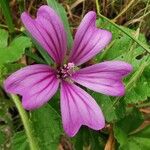 Malva sylvestrisFlor