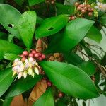 Ardisia elliptica Frucht