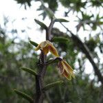 Dendrobium pectinatum फल