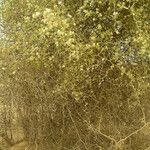 Capparis sepiaria Συνήθη χαρακτηριστικά