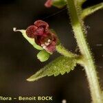 Scrophularia arguta Fruto