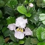 Malpighia coccigera Blüte