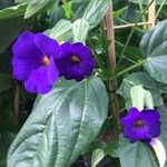 Thunbergia battiscombei Leaf