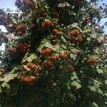 Dombeya wallichii ശീലം