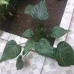 Alocasia cucullata Folha