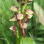 Orchis anthropophora Fleur