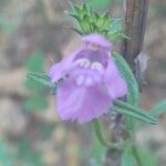Galeopsis angustifolia Fleur