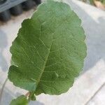 Raphanus raphanistrum Leaf