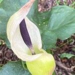 Arum idaeum Flower