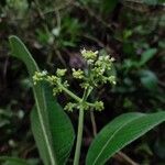 Psychotria micrantha Flower