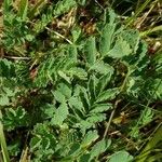 Acaena magellanica Leaf