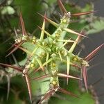 Euphorbia barnardii